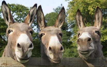 pakistan will be export donkeys to china