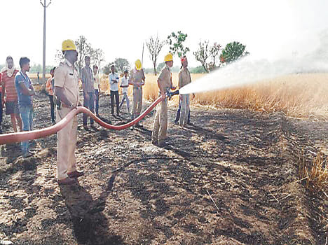 60 bigha wheat ash from spark
