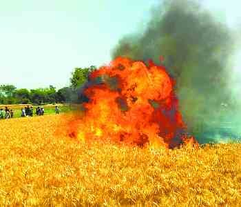 155 bigha wheat crop and 30 houses burnt 