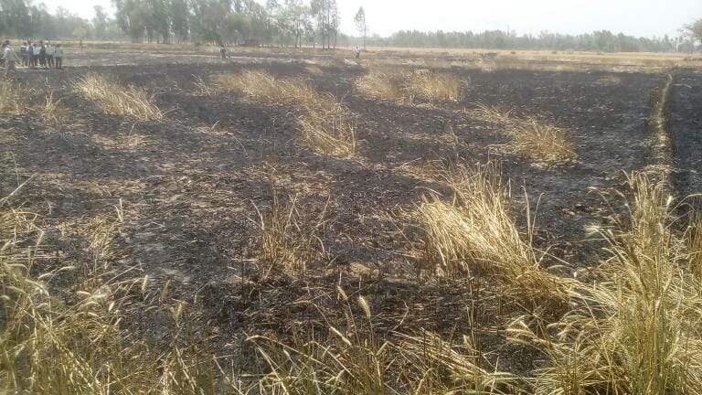  fire in a field of wheat crop.