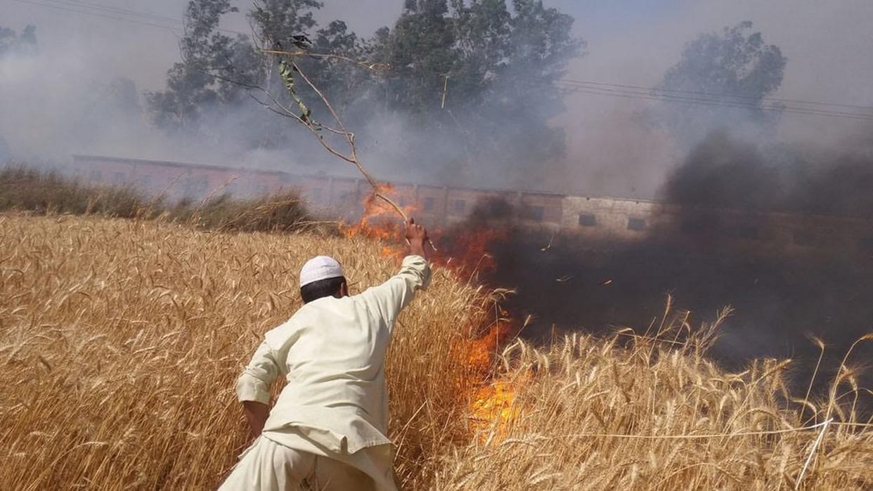 400 bigha wheat crop from fire