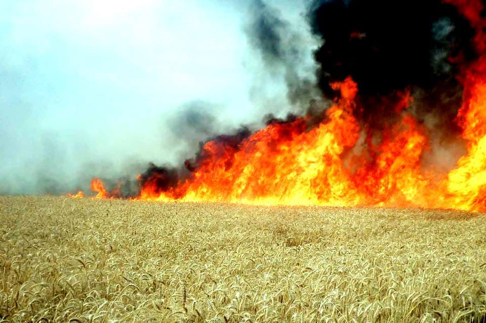 Fire ornate, burn 400 bigha wheat, house too