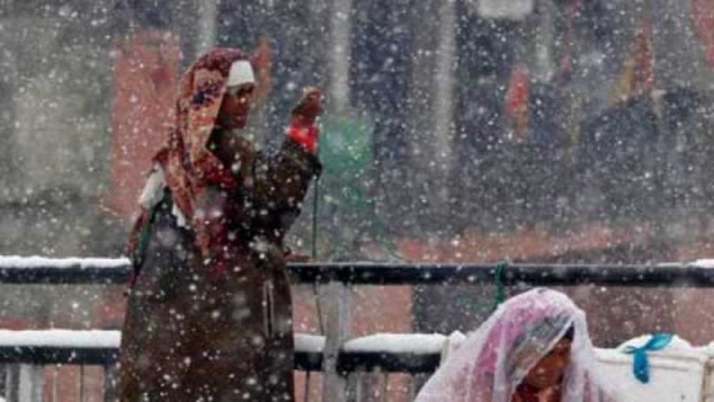 Apple and Tomato crops destroy due to rain