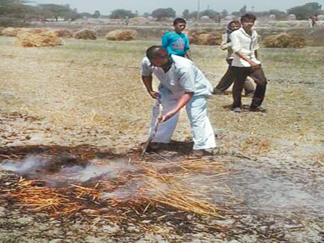 The farmer firing fire in the burden of wheat.
