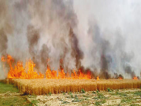 50 bigha crop of wheat burnt in Madhanganj fire