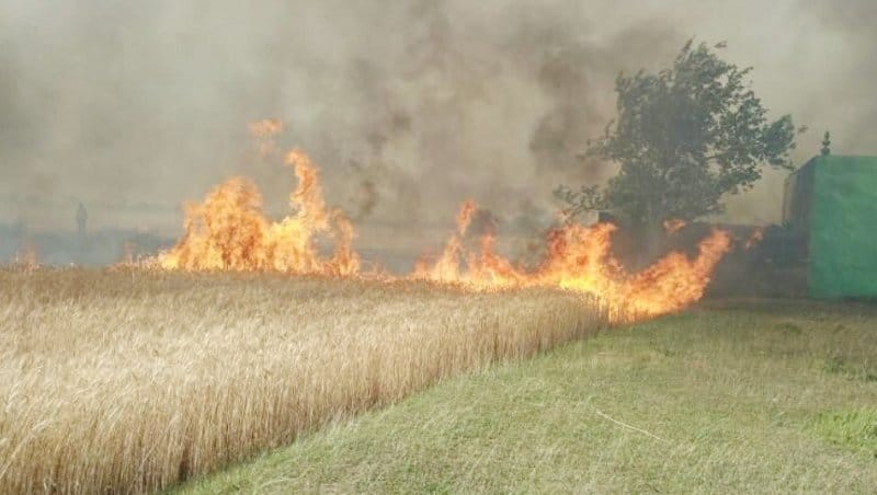 100 acres of wheat from the fire