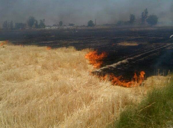 87 bigha crop ash