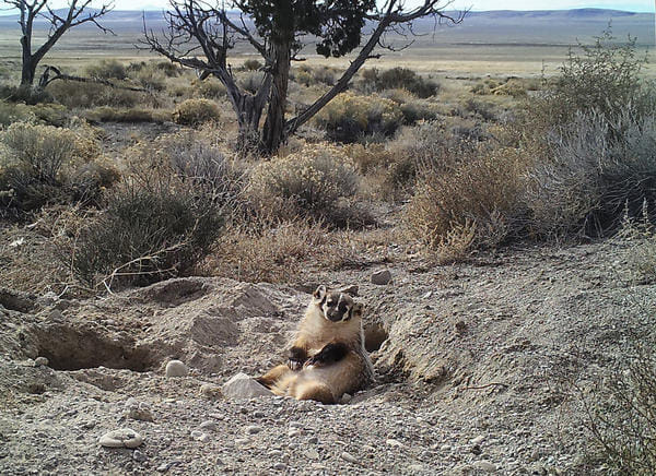 Badger Burying A Cow Surprises Scientists