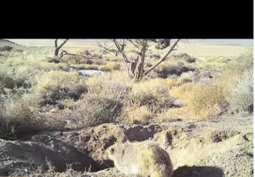 Badger Burying A Cow Surprises Scientists