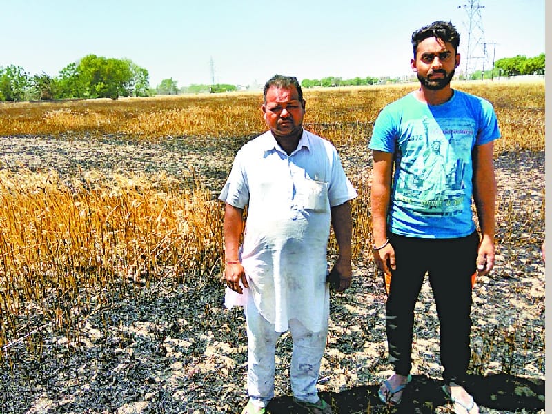Village Sohian, sparking in electric wires, three acres of wheat crop, Sangrur