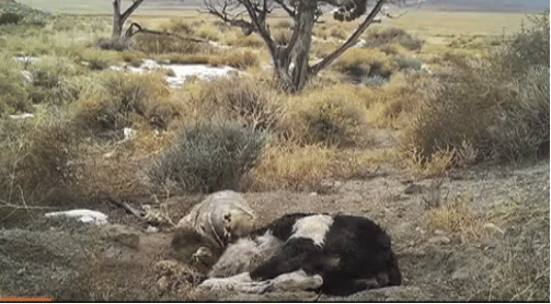 Badger Burying A Cow Surprises Scientists