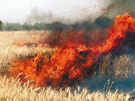 Harvesters spark 100 bigha harvest