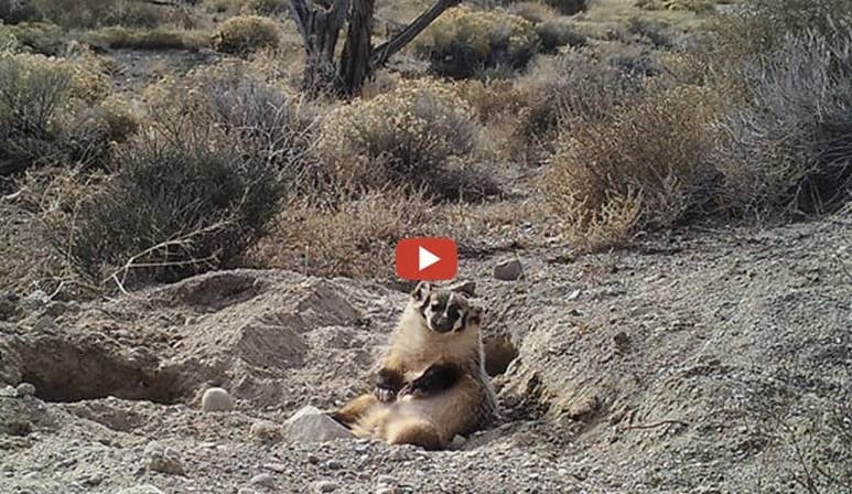 Badger Burying A Cow Surprises Scientists