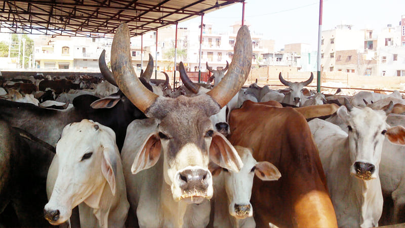 minister is shocked to know realities of goshala