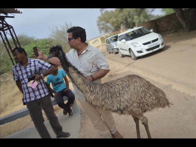 australian bird emu becomes centre of attraction in jaisalmer 