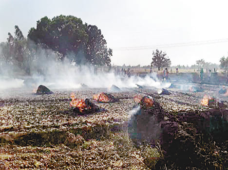 wheat crop burn