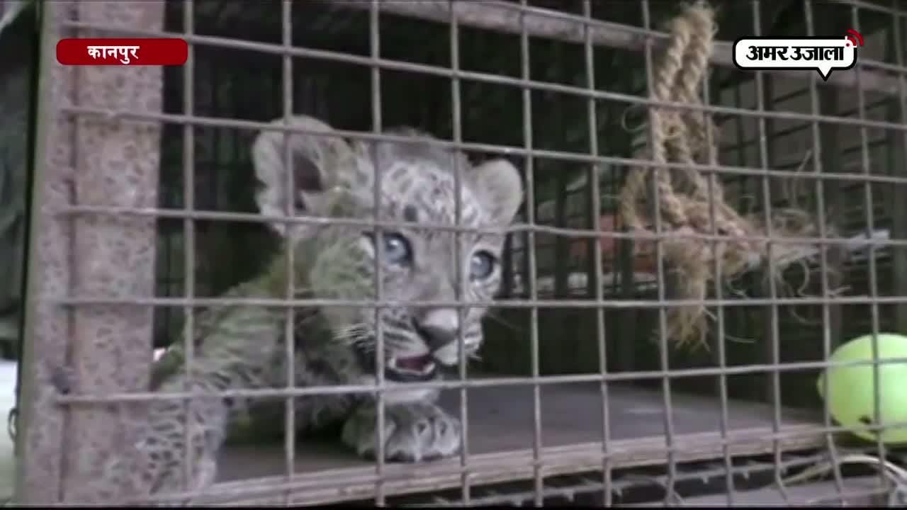 कानपुर