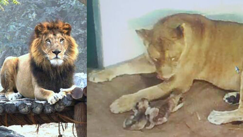 lion nandni gave birth to two cubs