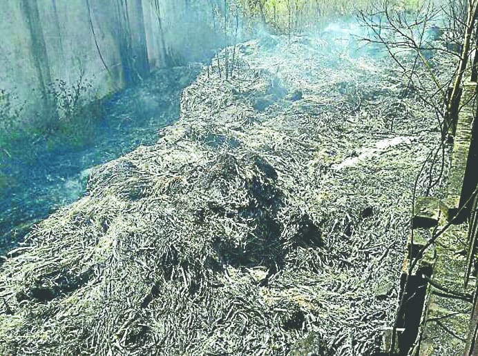 70 bigha wheat crop burnt