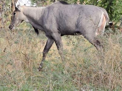 former MLA car catches fire to save Nilgai in gurugram