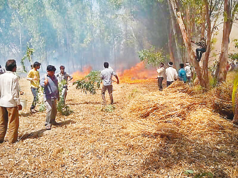 Turtle of Torture and 50 bigha crop burnt in Patseini