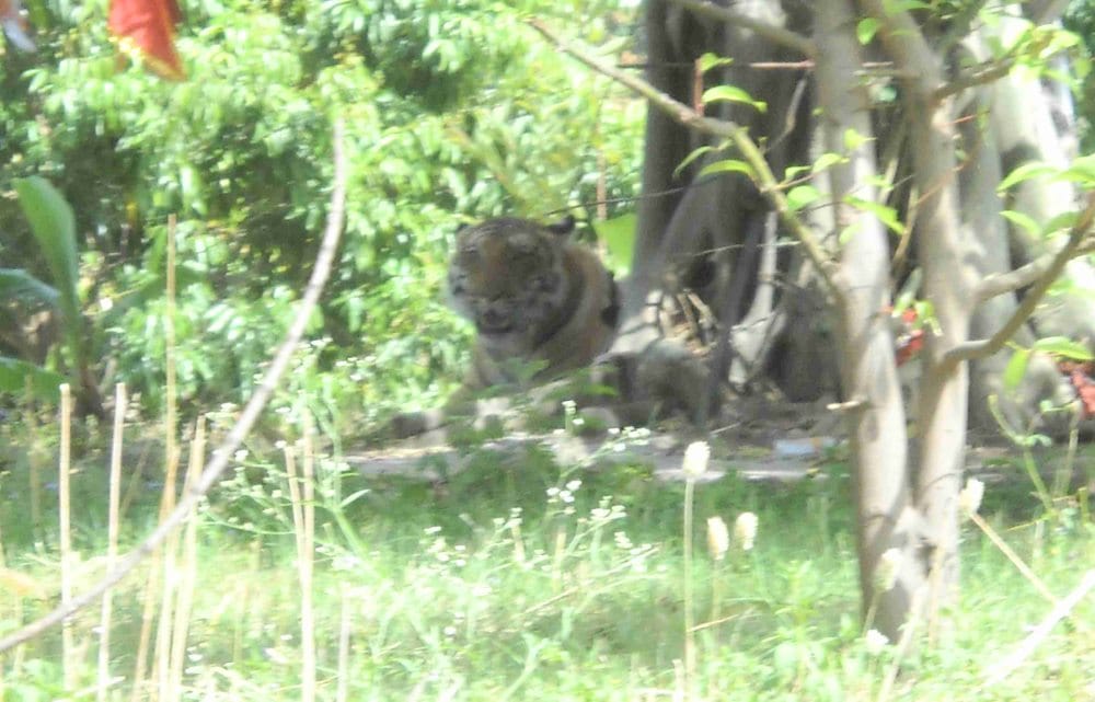 forest department confused on tigress behavior