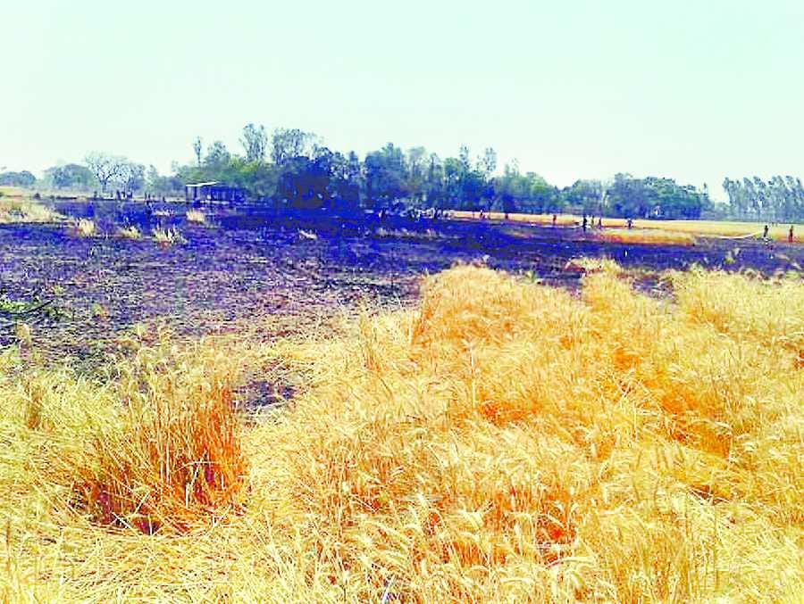36 bigha wheat, 16 houses burnt, three cattle scorched