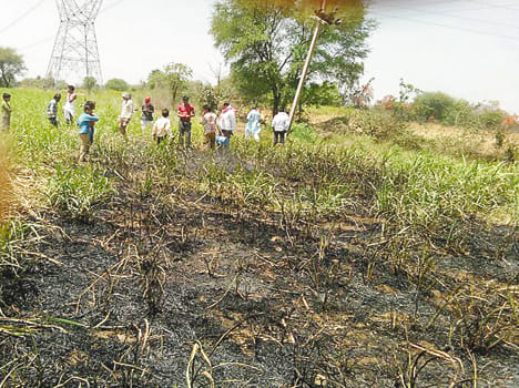 A fire on the spark, a bigha cane crop