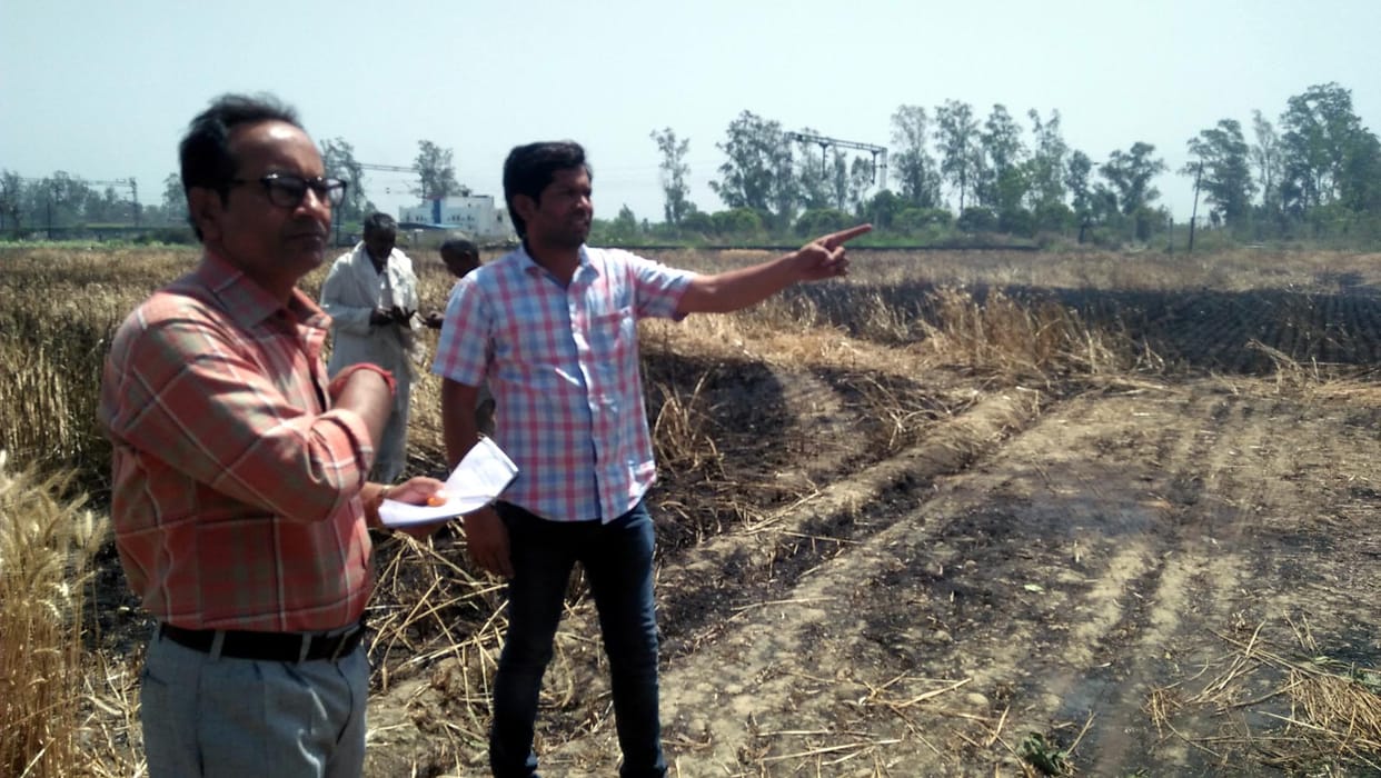 Wheat crop are burn.