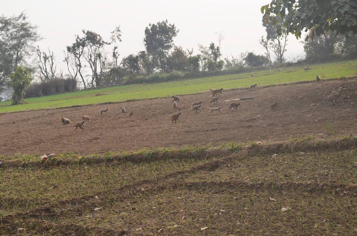 Pigs crushed crop