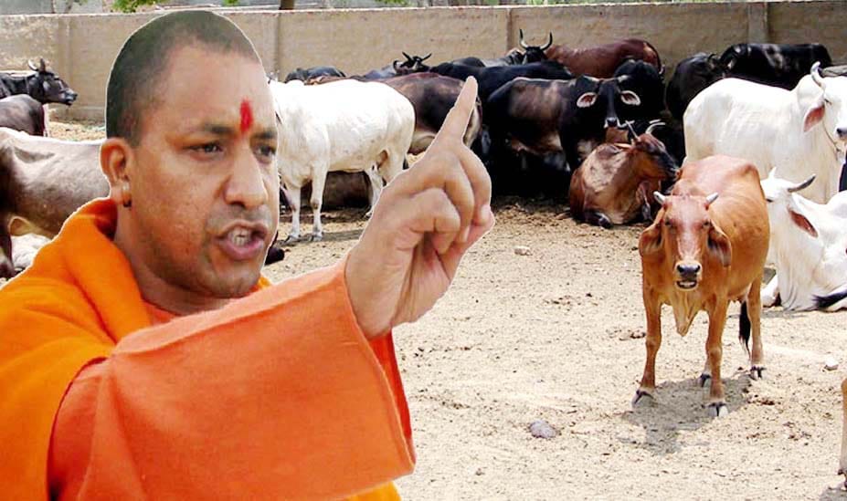 cm yogi action about death of cows in goshala