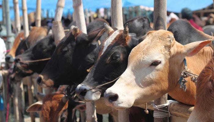 clash between police and cow smuggler  in bharatpur