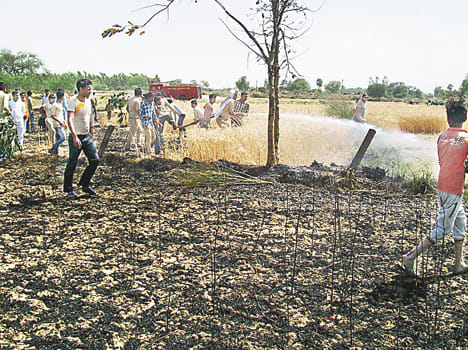 25 bigha crop of burnt wheat in front of the ARTO office