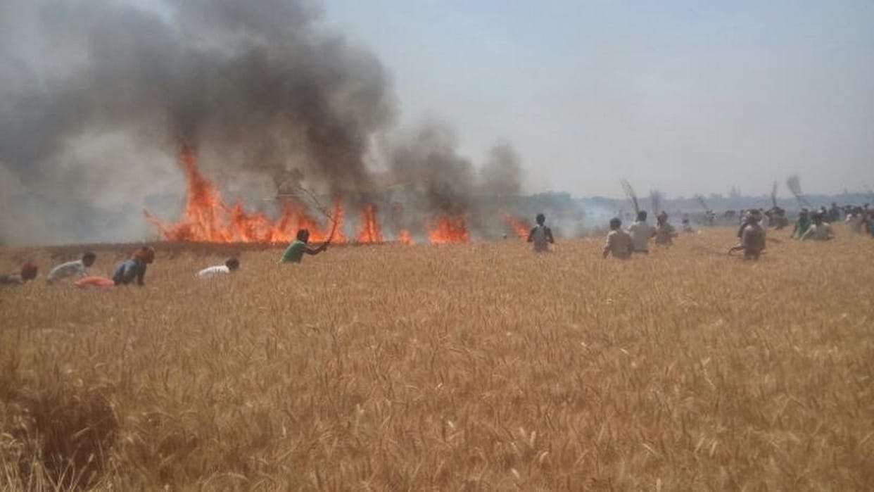 520 bigha wheat crop in the district
