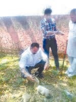 yamuna nagar,  monky, ded