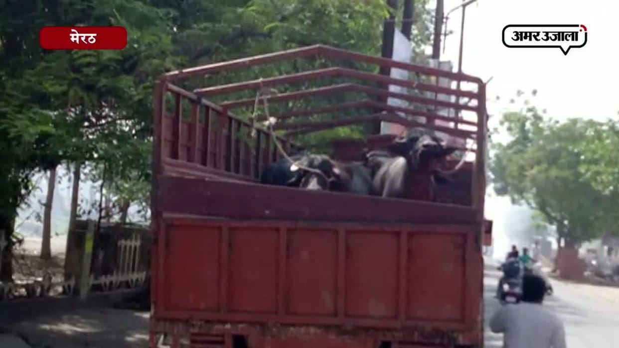 fathebad, udaypur canter also theift, fatehabad