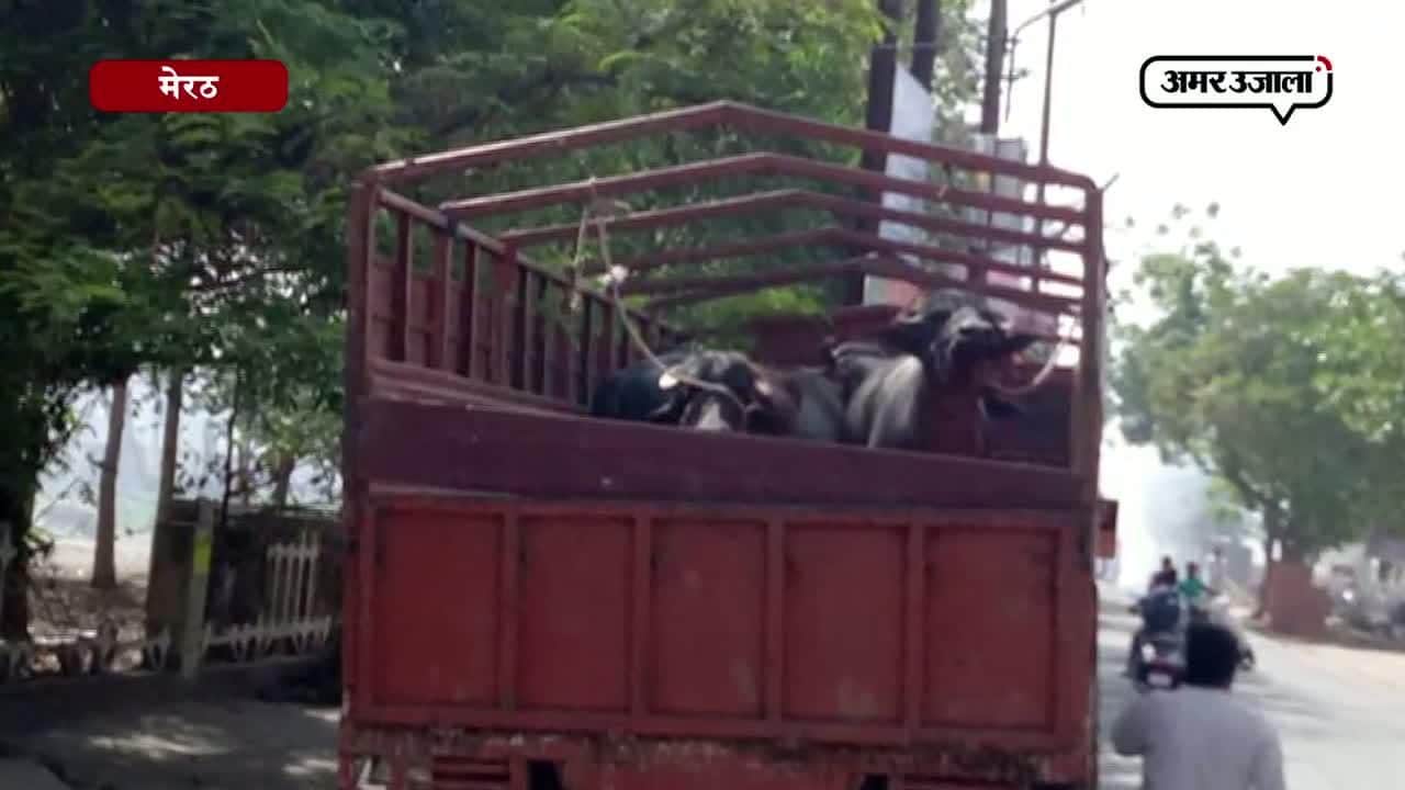 गौरक्षक, मेरठ, कैंटर, पुलिस 