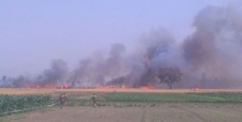 Hundreds of bigha harvested ash by fire