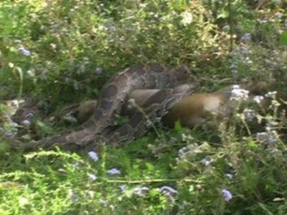 python tried to swallow the monkey