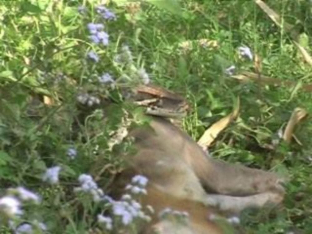 python tried to swallow the monkey