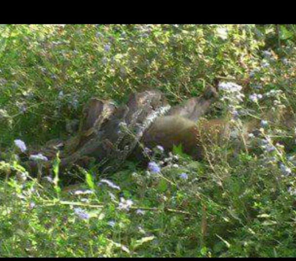 python tried to swallow the monkey