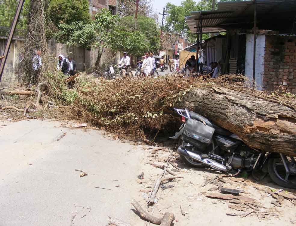 many bike are distrbed after larger tree came trip on him