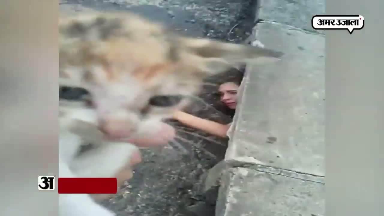 वायरल वीडियो