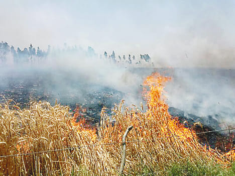 180 bigha crop burnt in Ramapur village, fire brigade reached for about two hours late