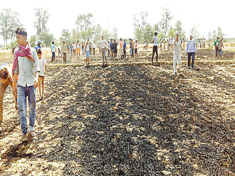 ht line burn farmer labour