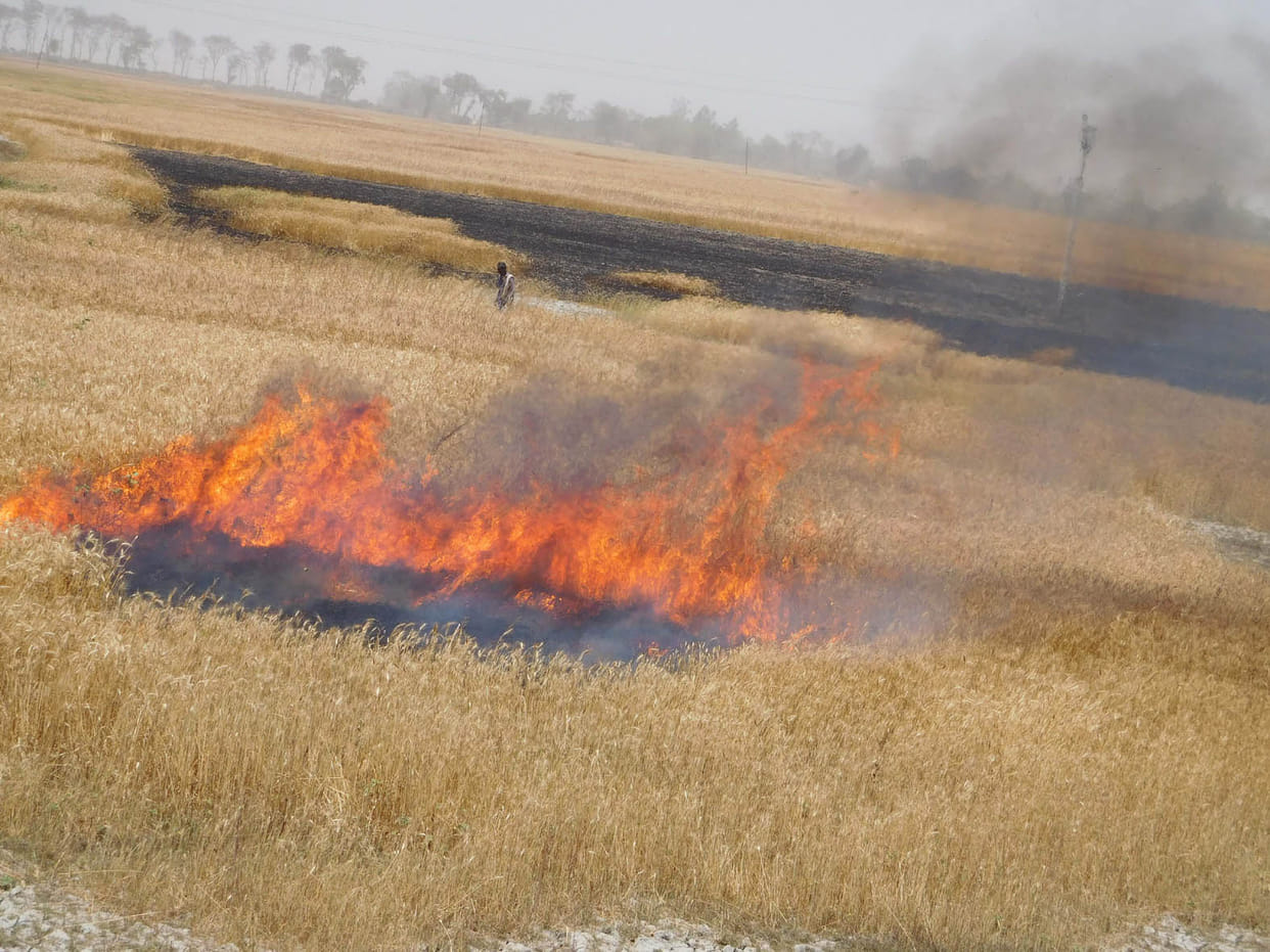 the crop of wheat burn by fire in more than 1000 hectare