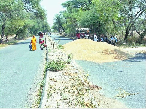 panniwala mota sirsa, wheat on road, sirsa