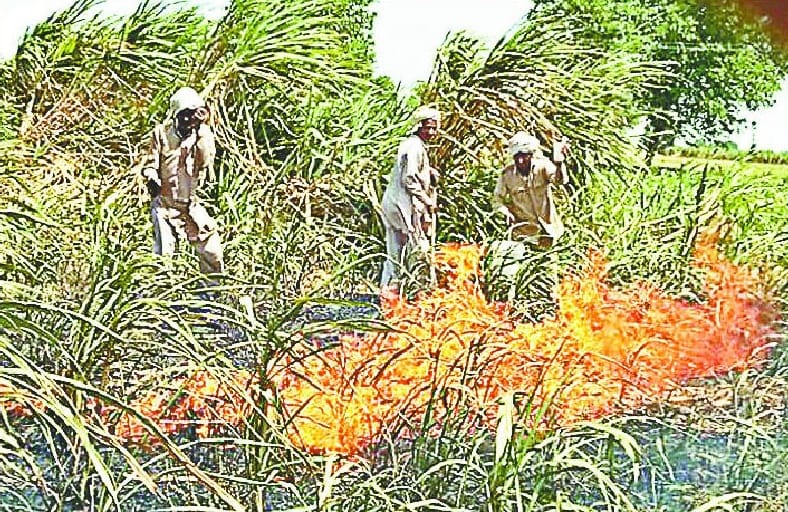 200 bigha crop burns by fire