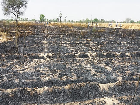 50 bigha crops of wheat burnt