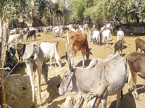where is worshipers cow handing over death 